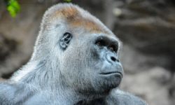 Корнинг Горилла Гласс Виктус новейшие технологии защиты