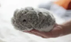 Кошки и собаки с искусственным интеллектом стали популярными в Китае